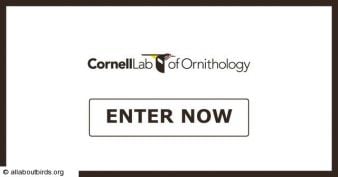 All About Birds - Ultimate Spring Birdwatching Giveaway